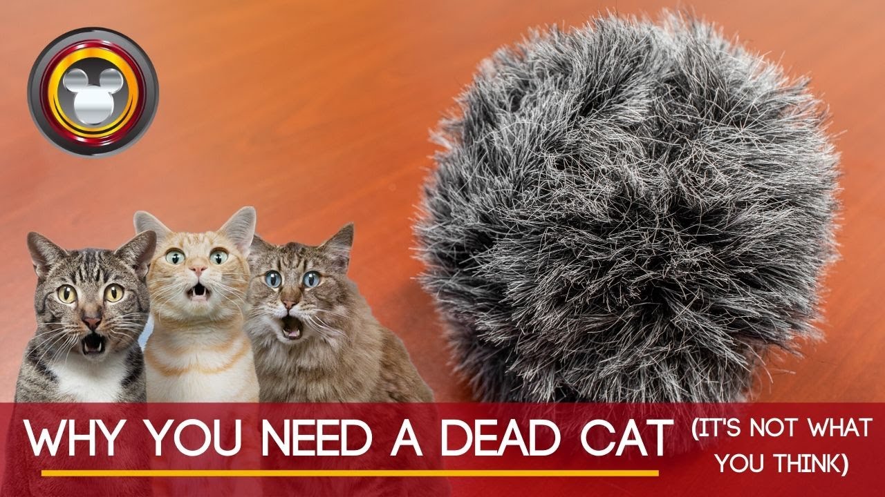 Why You Need a DEAD CAT