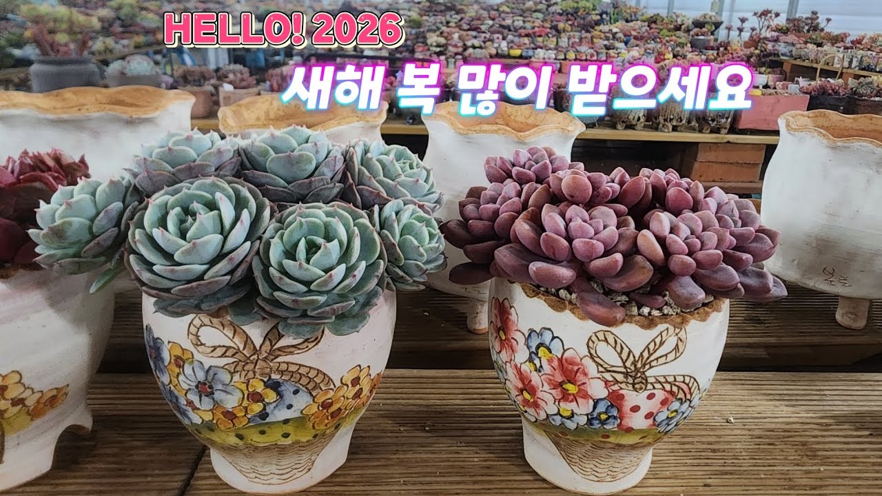 26.01.01 새해에 분갈이로 인사드려요💕/ 모래요정 다육식물 (多肉植物) (たにくしょくぶつ) Korean Succulent
