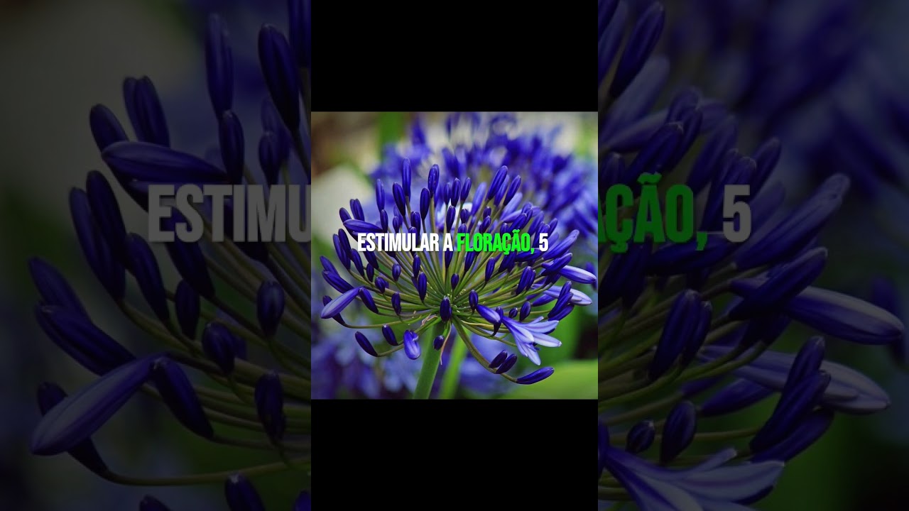 Como cuidar da planta agapanto #plantas #jardim #flores