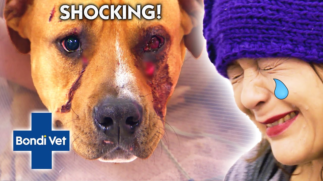 Most Emotional Pet Owners | Bondi Vet Compilation | Bondi Vet