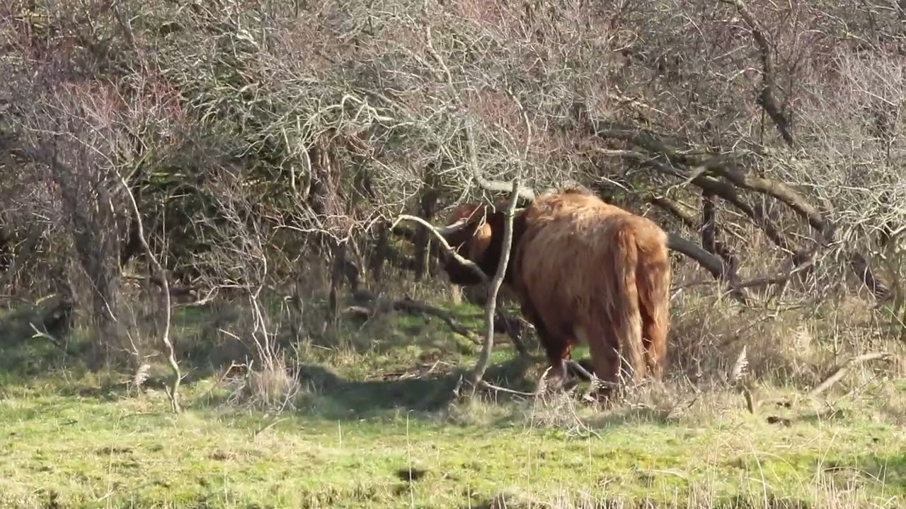 Schotse Hooglanders in het Lauwersmeer