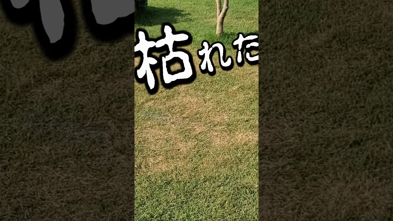 芝生を最短で復活させる方法