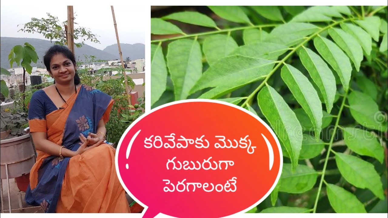 Growing tips for healthy and bushy CURRYLEAF PLANT /కరివేపాకు ఈ మొక్కను పెంచుకునే విధానం#plant care