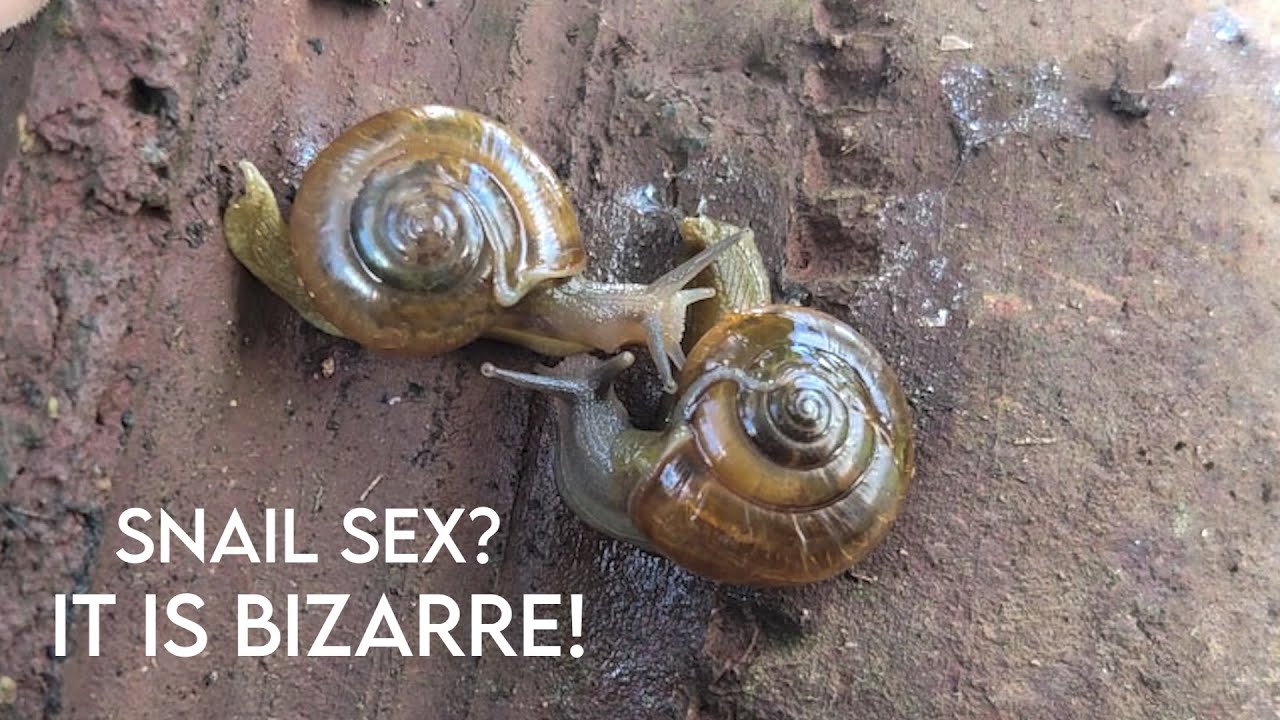 Bizarre mating of snails