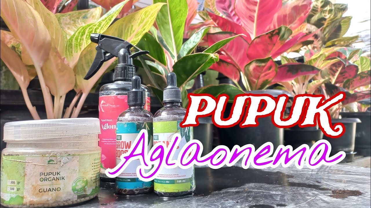 PUPUK AGLAONEMA DI SECRET GARDEN OF UMMI
