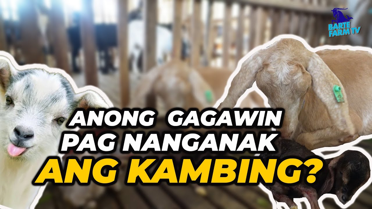 Goat giving birth / Ano ang mga Dapat Gawin Pagkatapos Manganak ng Kambing?