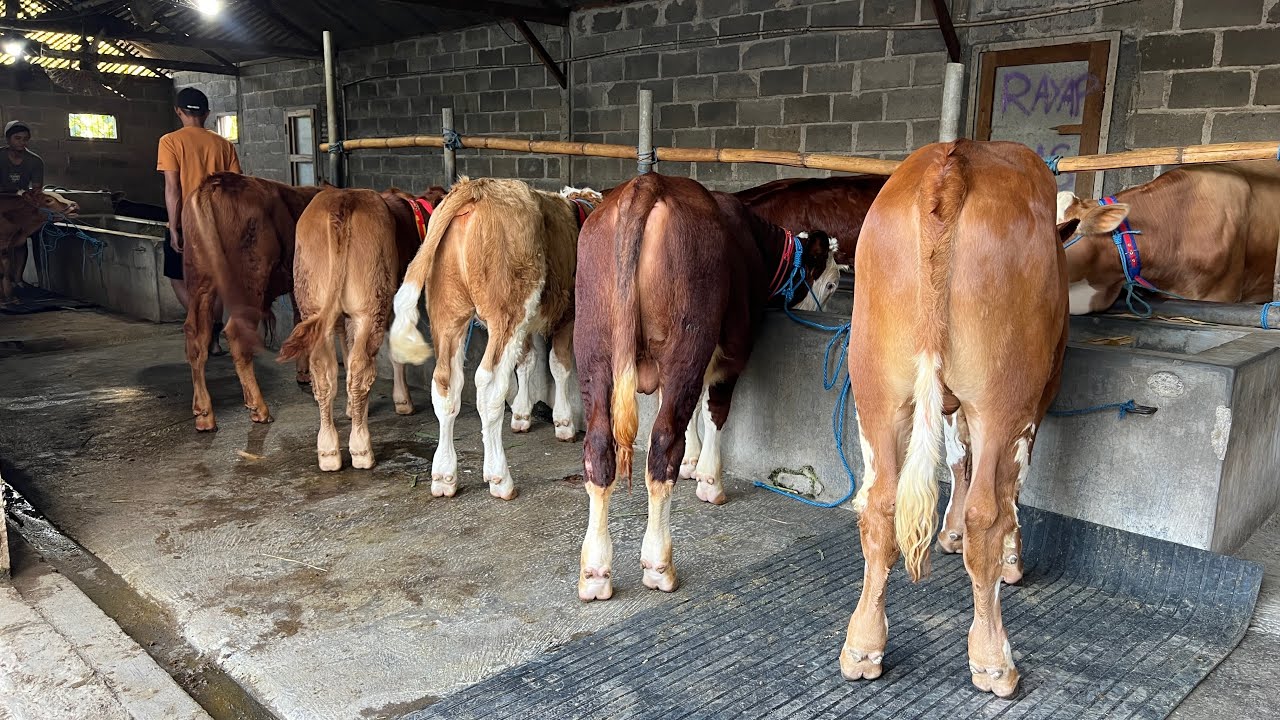 Review Harga Sapi Belgian Blue dan Limosin Super