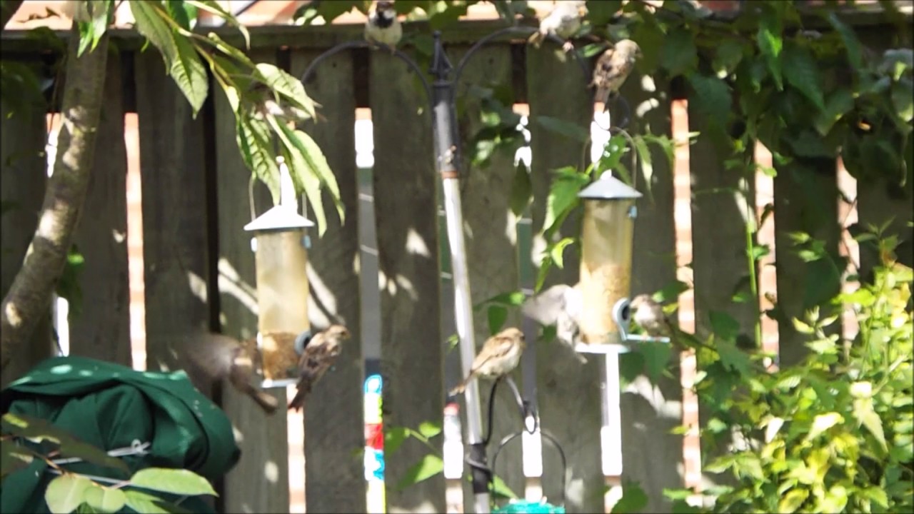 Birds in the garden