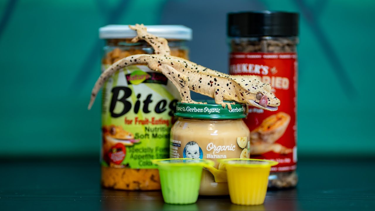 What NOT To Feed Crested Geckos