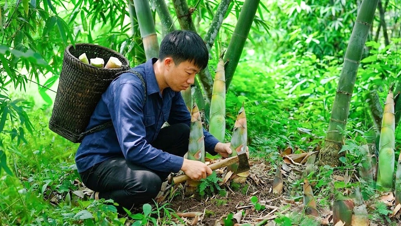 Going to the Forest to Find and Dig Up Bamboo Shoots | Digging Up Bamboo Shoots | Mr. Khanh