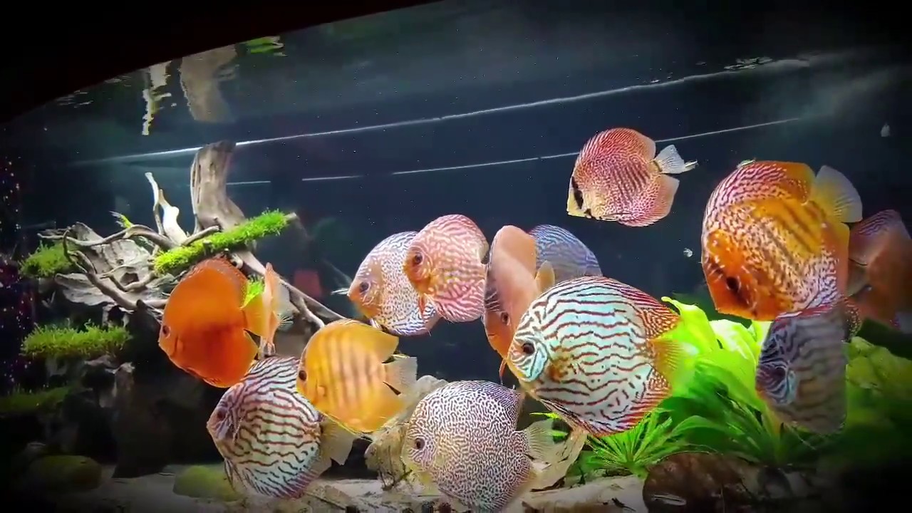 Stendker Discus Tank. A very natural Set Up. Reg Wilson