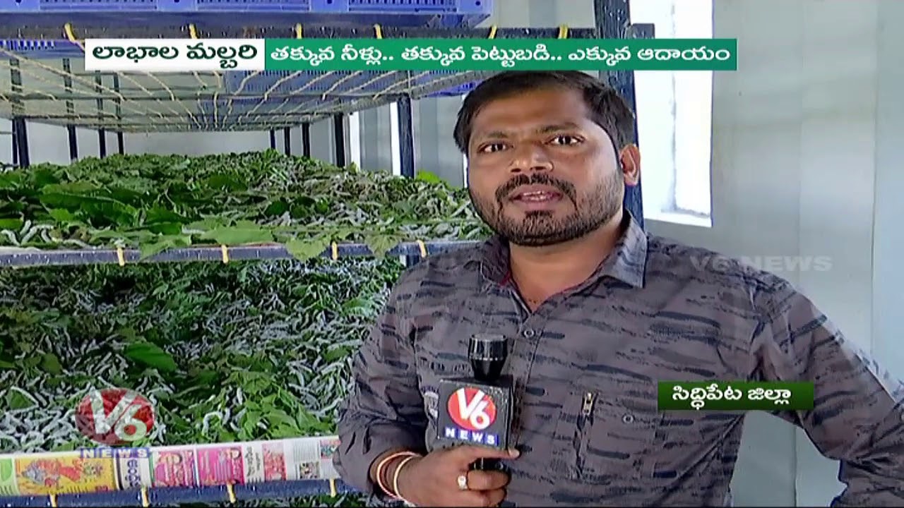 Success Story In Natural Farming Method Of Malbari Cultivation | V6 News