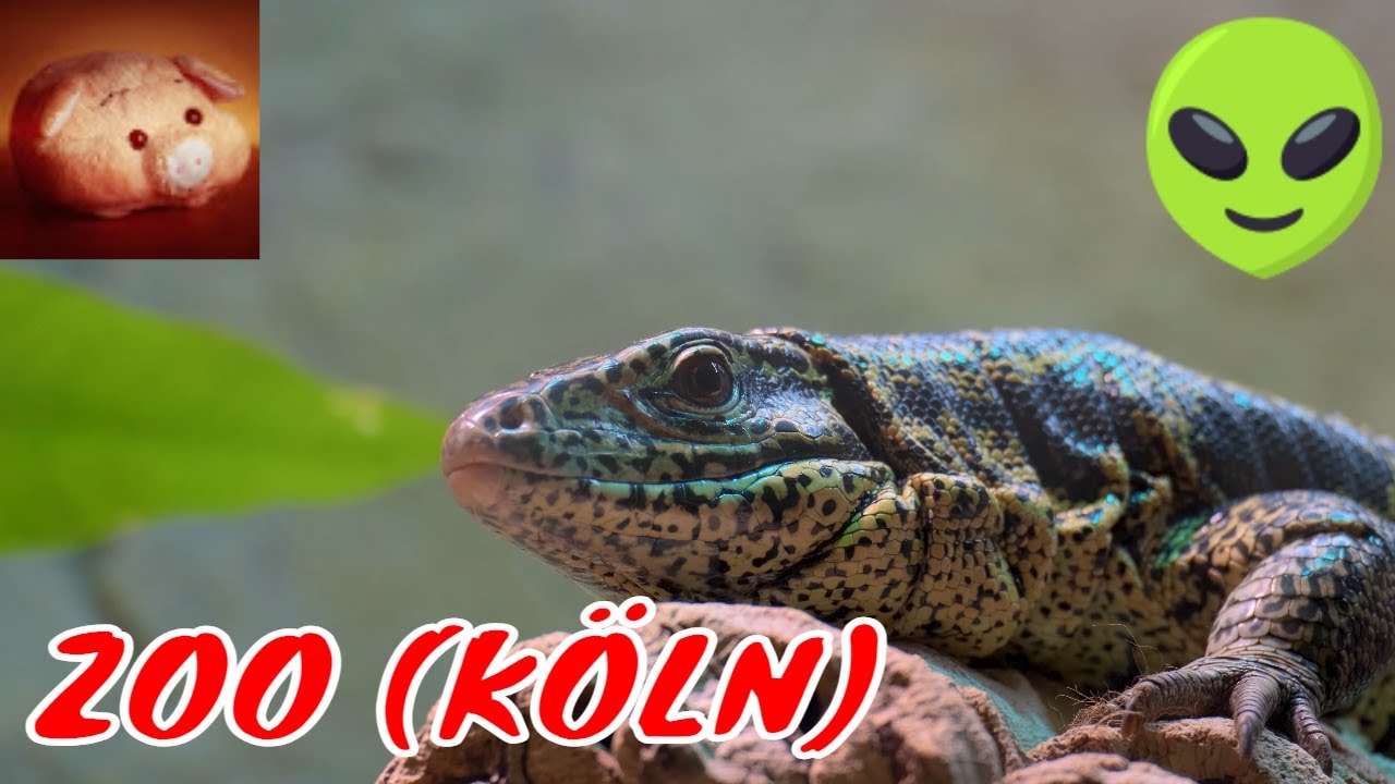 🦓 ЗООПАРК КЁЛЬНА (+АКВАРИУМ)