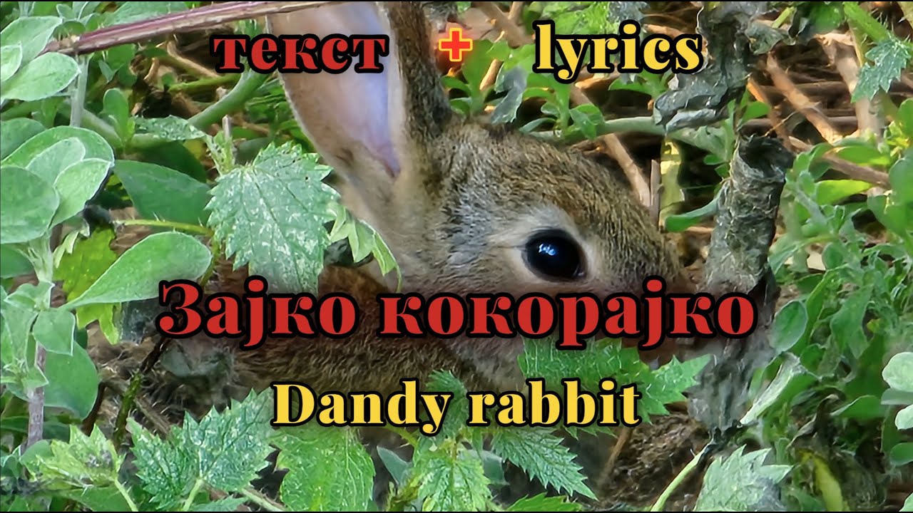 Zajko kokorajko - Aleksandar Sarievski [мк + eng lyrics]