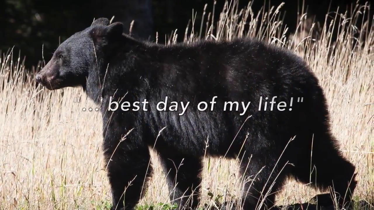 Whistler Photo Safaris bear viewing excursions Whistler, BC, Canada