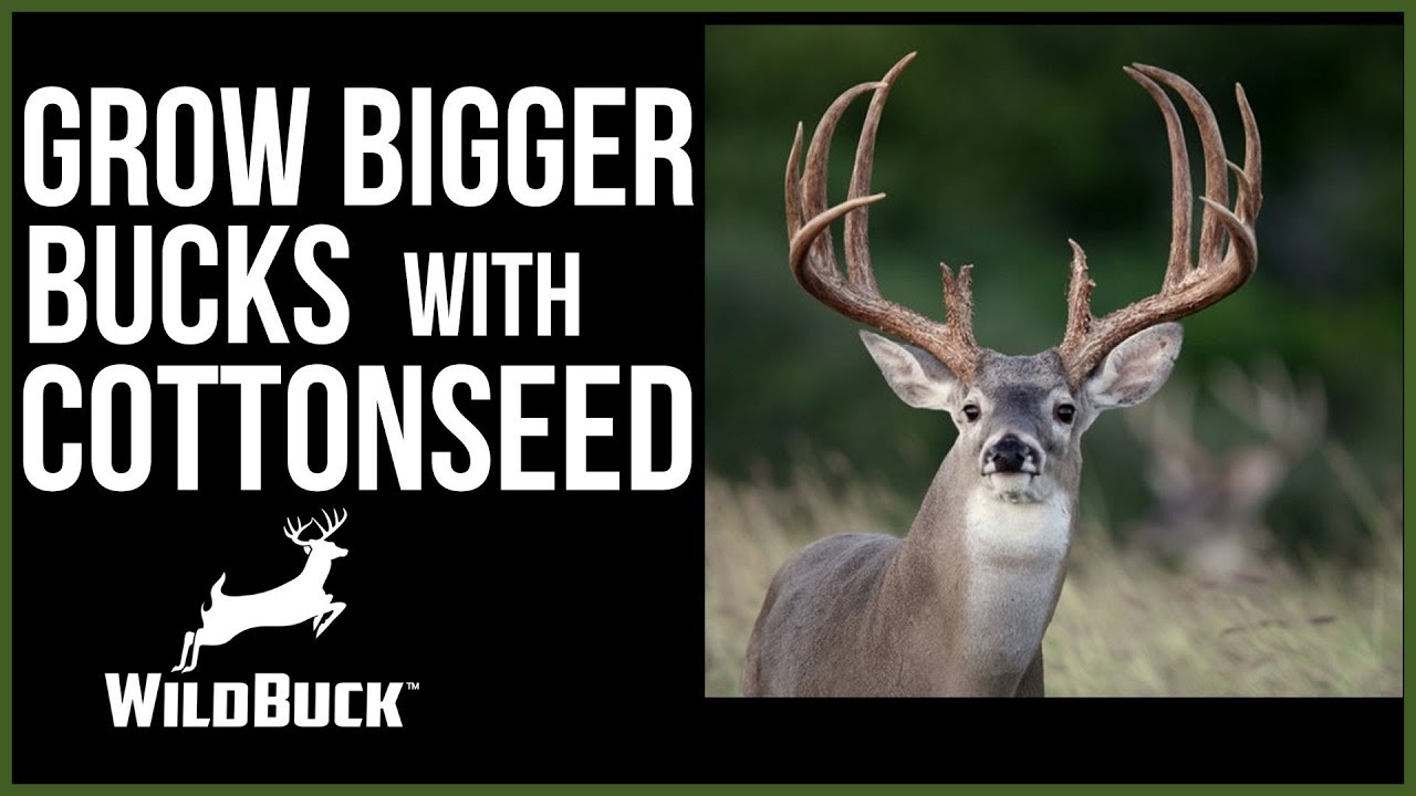 How Cottonseed Can Help Grow Bigger Bucks