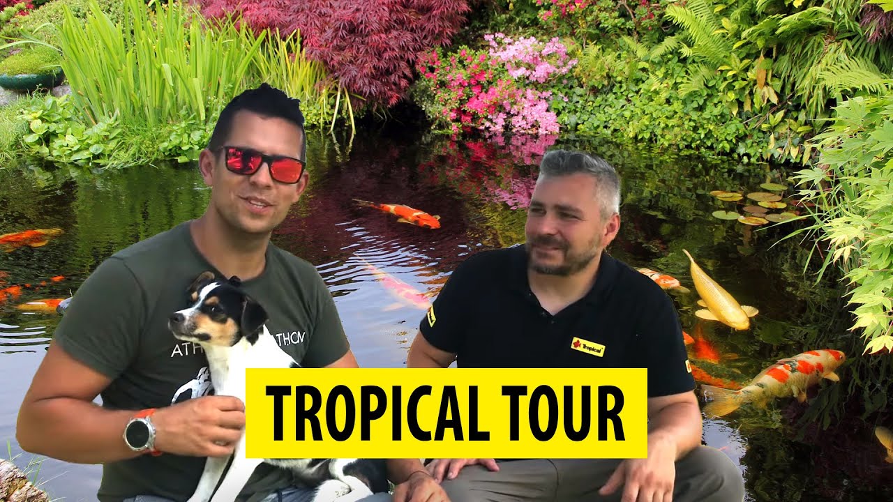 TROPICAL TOUR | Oczko wodne Tomasza Skwarka(karpie koi, bananowce, papirusy, gunnera)/POND