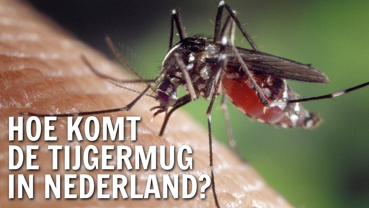 Hoe komt de tijgermug in Nederland? | De Buitendienst over de Tijgermug