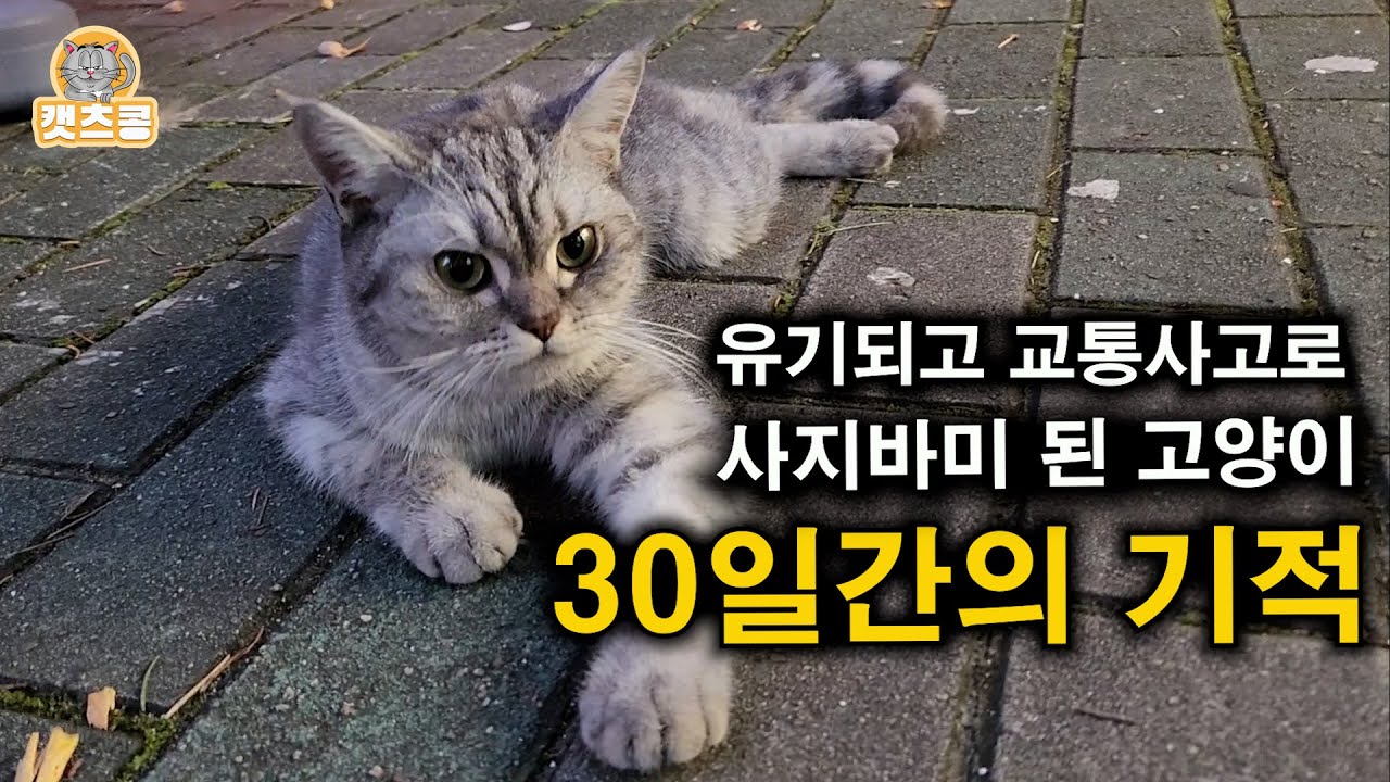 교통사고로 길바닥에서 꼼짝 못 하는 품종묘 고양이 뛰기까지 (구조에서 입양까지)