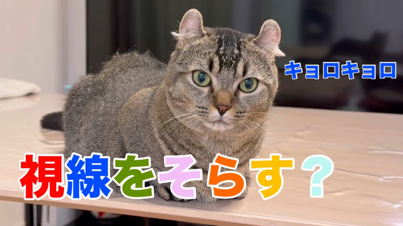 猫は目を合わせると目をそらす？3匹で検証したら反応が全然違った…！