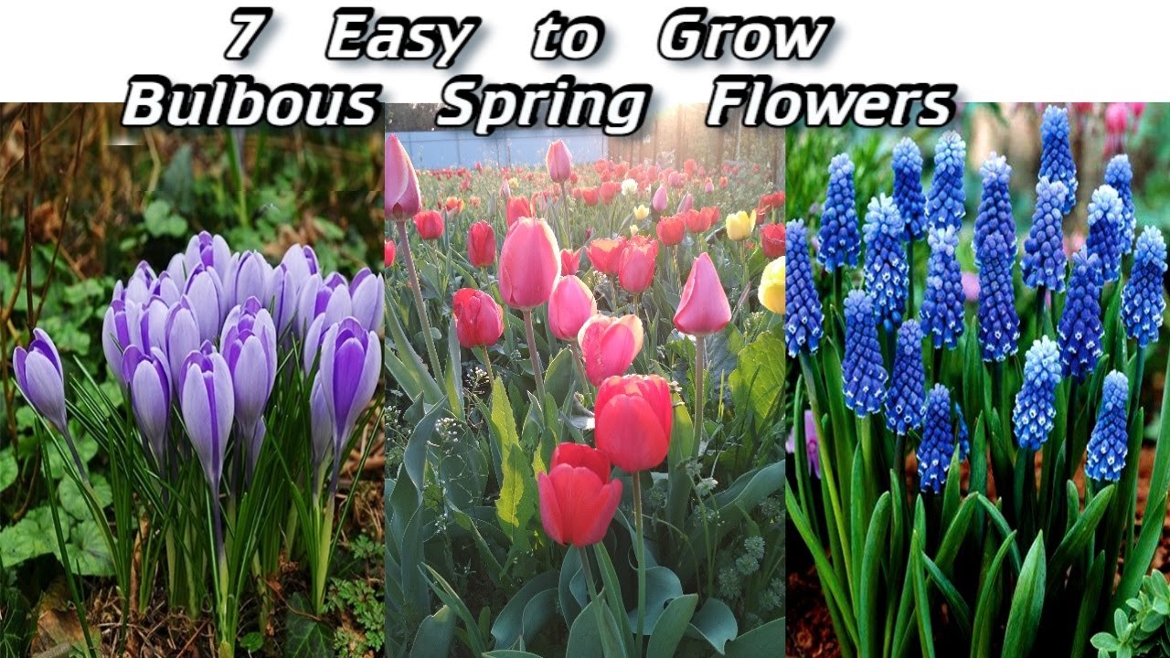 7 Easy to Grow Bulbous Spring Flowers - Early Spring Blooming Bulbs - Spring Flowers
