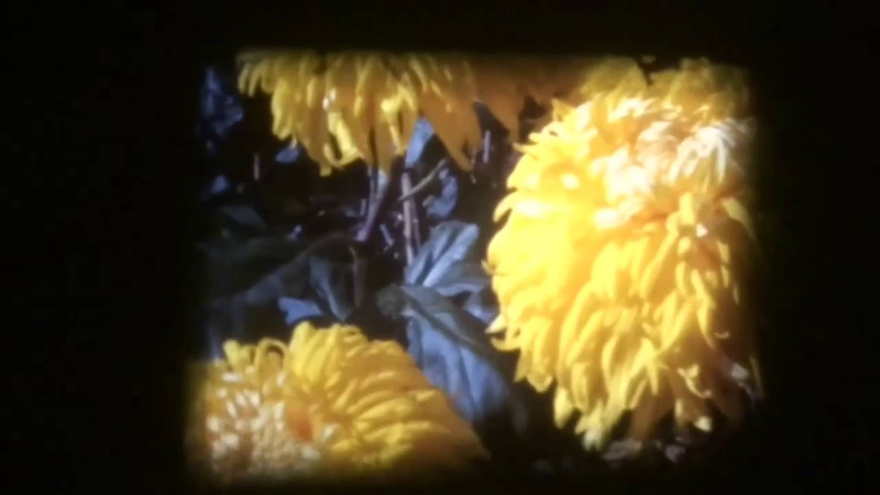George Fields - She's Between