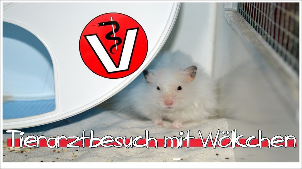 Tierarztbesuch mit Wölkchen!