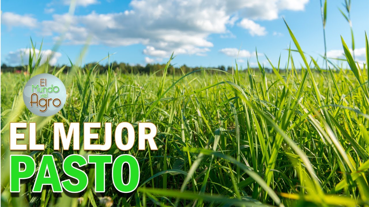 Brachiaria brizantha  PASTO DE ALTO RENDIMIENTO - [usos y manejo]  🌿
