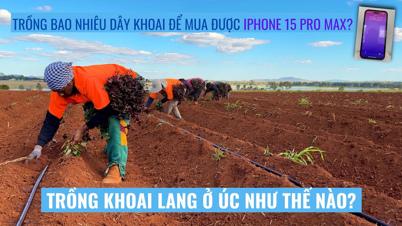 #4 Thu Nhập Từ Việc Trồng Dây Khoai Lang ở Úc Là Bao Nhiêu? | How to Plant Sweet Potato Vines?
