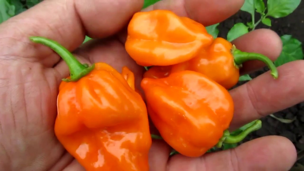 Habanero Naranja Picante - Разновидность перца хабанеро
