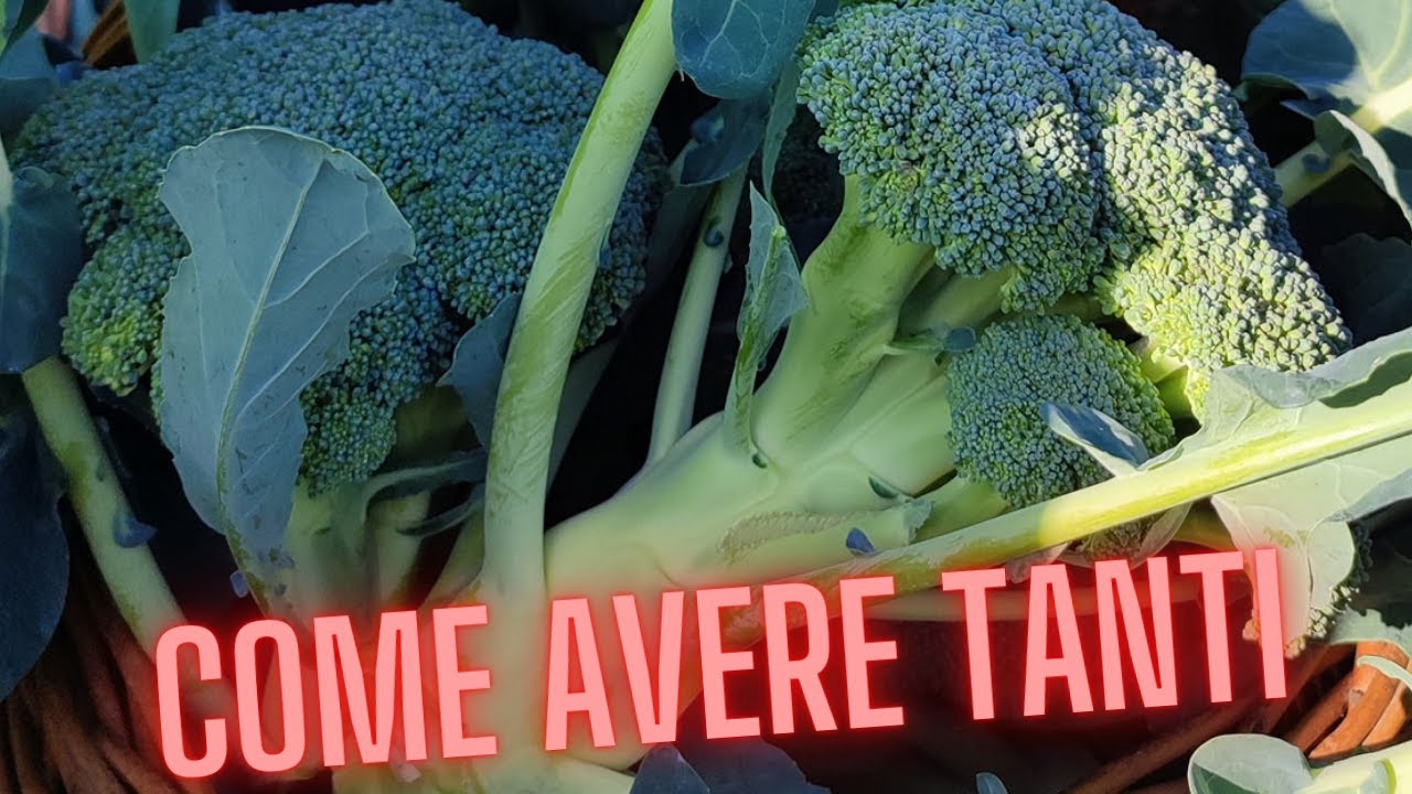 Come raccogliere i broccoli ed avere ancora produzione
