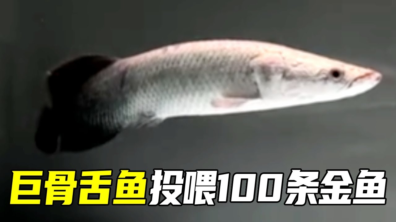 给巨骨舌鱼投喂100条金鱼，触发强大的击杀特效，三天之后结局会是怎样？【鲁伟学长】