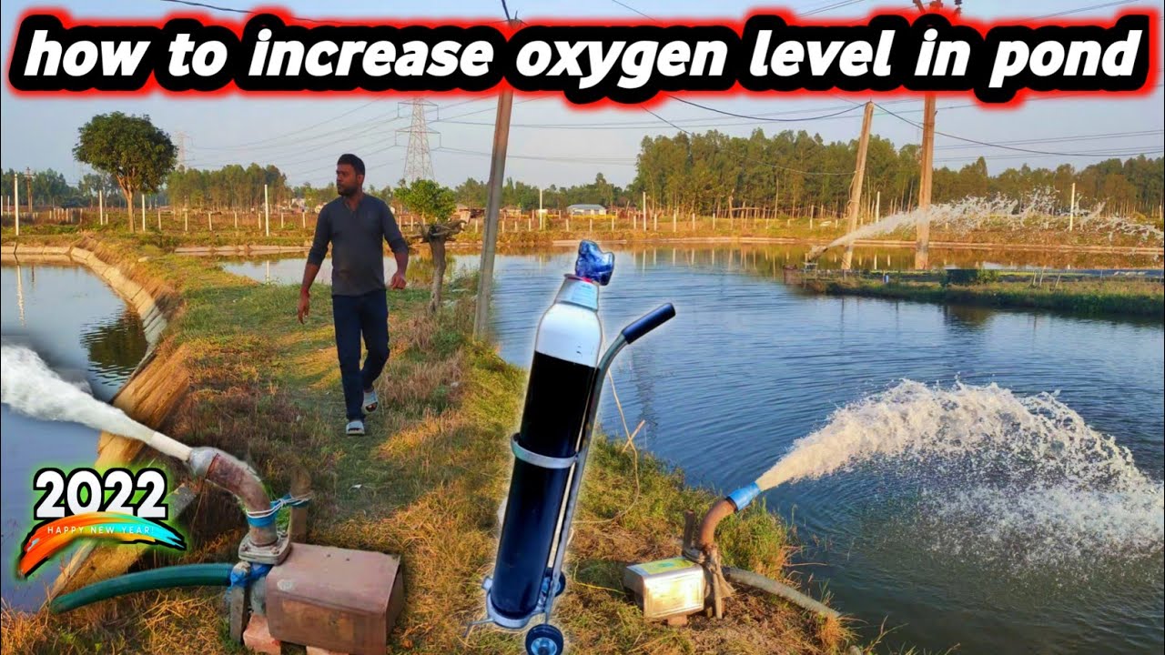 how to increase oxygen level in pond water | water pump use making oxygen in my fish pond #fishinfo