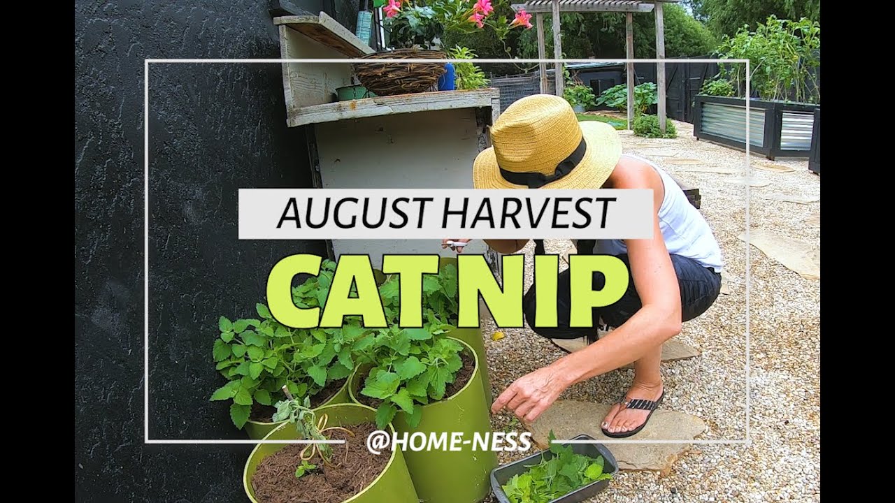 Harvesting Catnip for my Kitties | Tips from harvest to drying