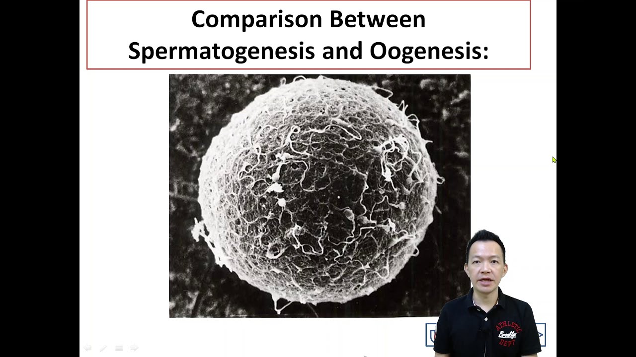 Form 4 Bio Chapter 15 Sexual Reproduction. Comparison between spermatogenesis and oogenesis
