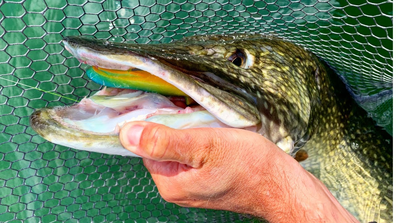 Pêche du brochet en Haute-Marne : Le pouvoir du Megabass Spark shad 7' !