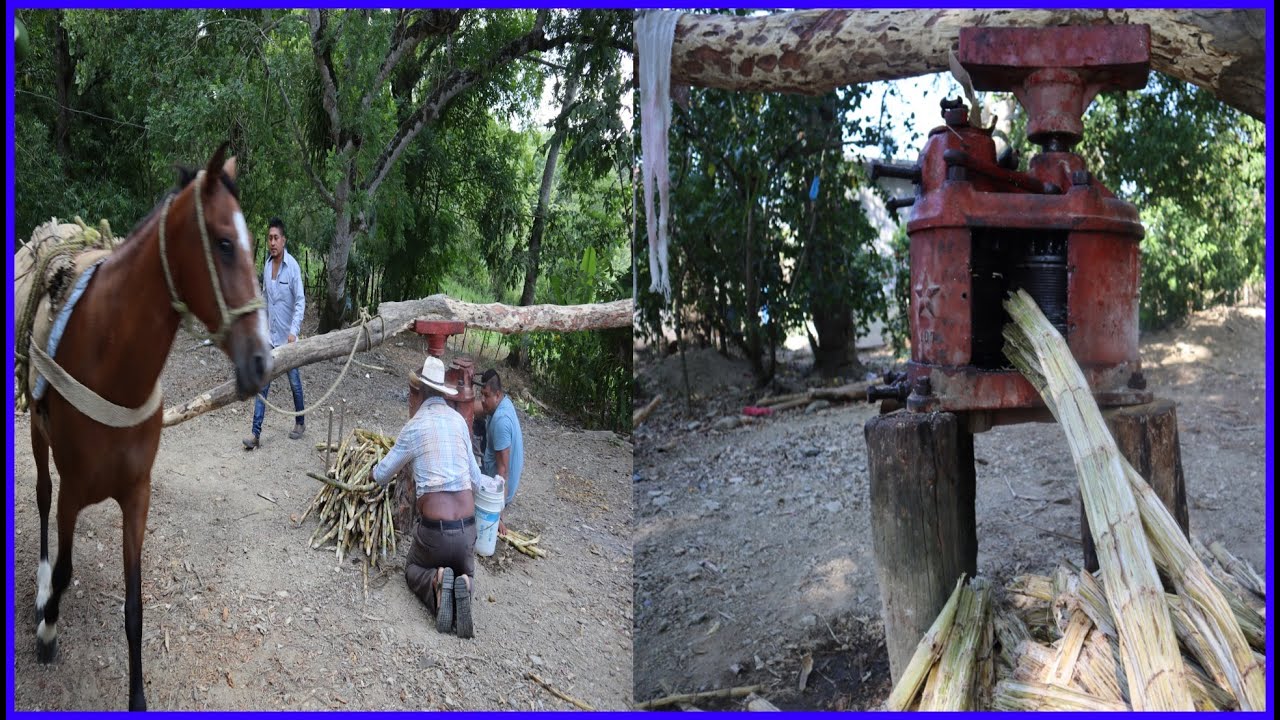 La Molienda (Trapiche) | Huasteca Hidalguense