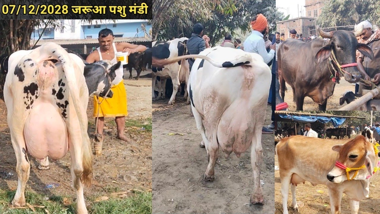 20 लीटर दूध देने वाली गाय अपने डेरी फार्म के लिए जरूआ पशु मंडी से खरीदें #cowmarketjarua