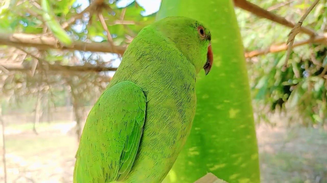Mitu taking cute parrot ll Mitu voice cute ll really love 💗💗 ll real parrot real video 😍