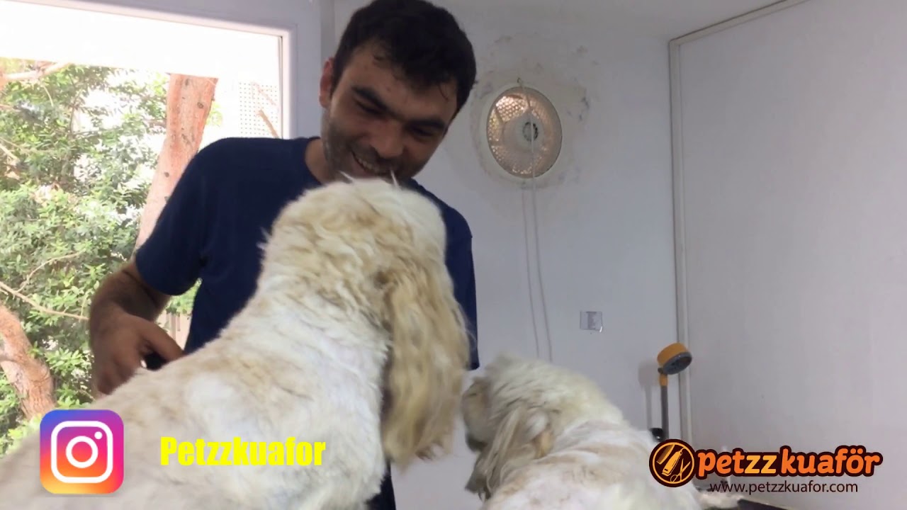 Maltese Terrier Makine Tıraşı-Terrier Makine Tıraşı
