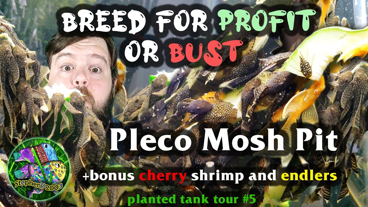 Profit aquarium - Bristlenose Pleco, cherry shrimp, and endler Breeding Guide in a 29 gallon