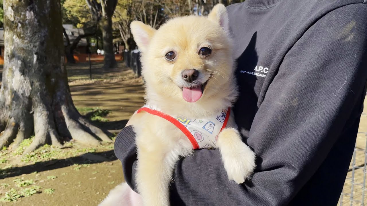 犬見知りの愛犬とドッグランに遊びに行った結果…【代々木公園】