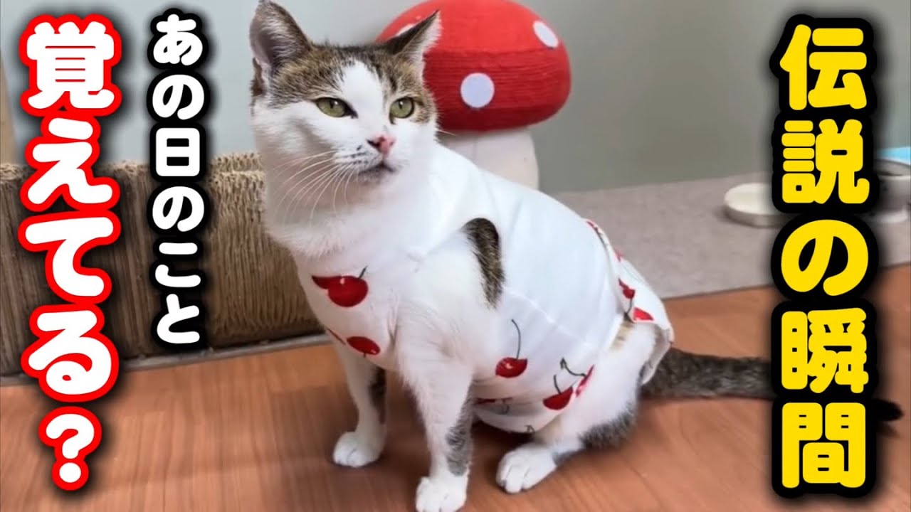 あの日からちょうど一年…母猫の伝説の姿