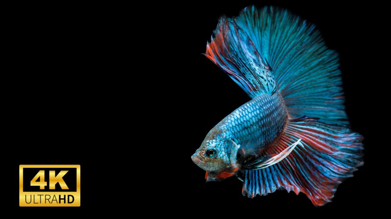Amazing Betta Fish in Aquarium Ultra HD 4k