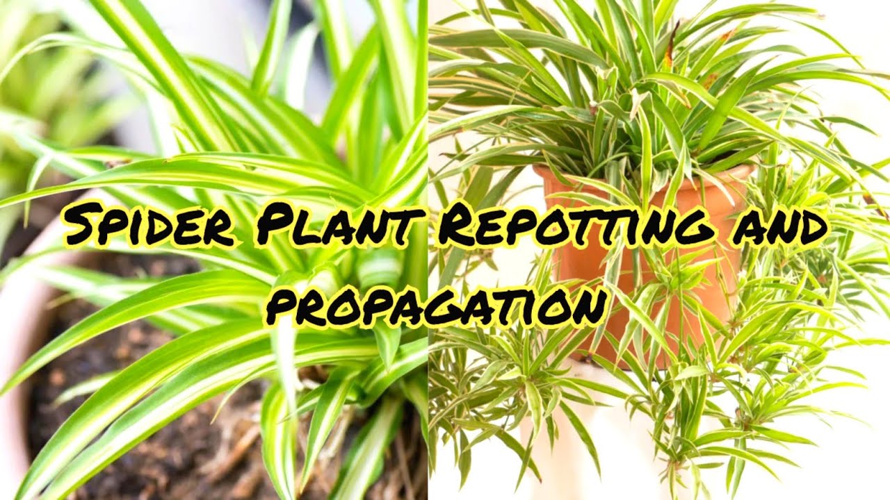 How To Prevent Brown Tips On Your Spider Plant- Simple Guide | Spider Plant care Tips Indoor 