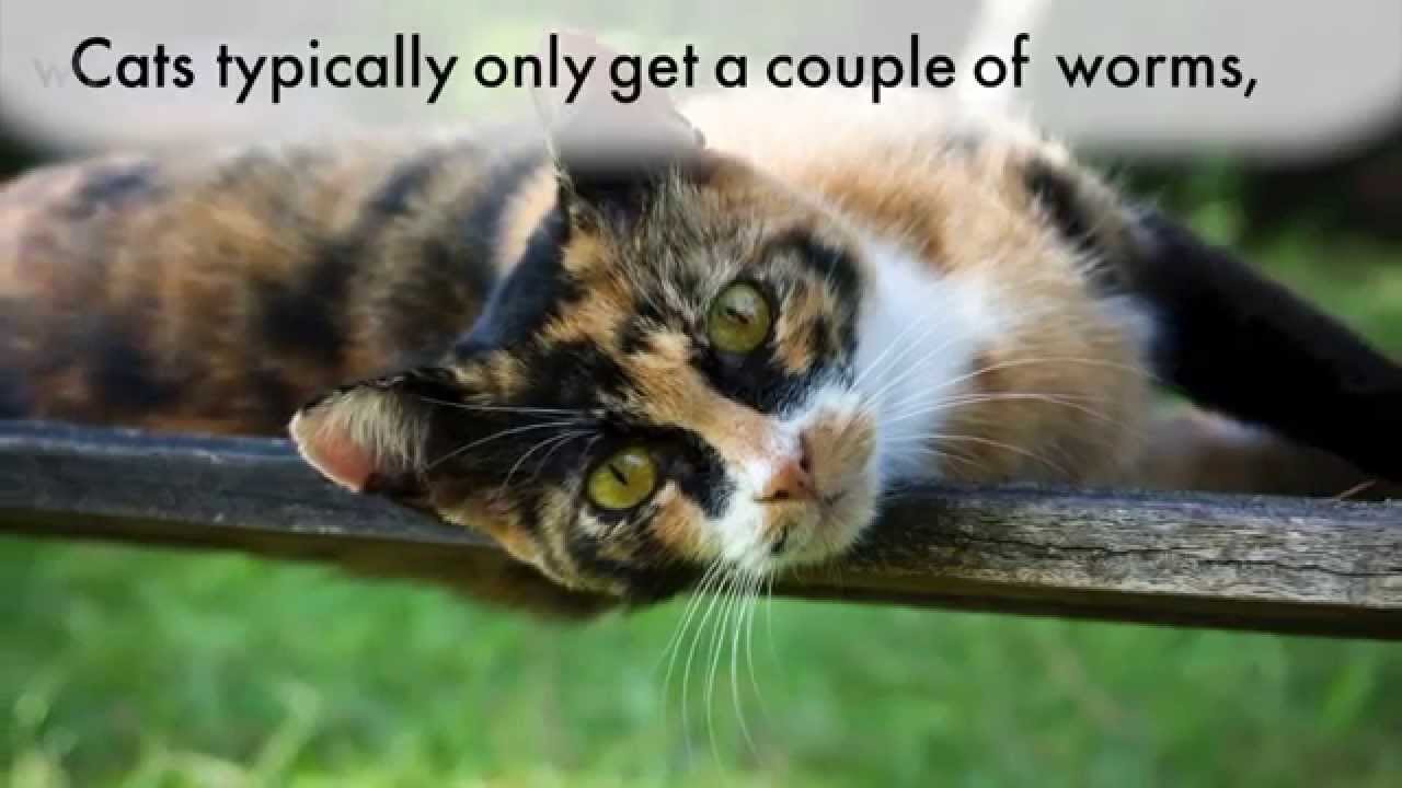 The Seven Deadly Truths of Heartworm Disease in Cats