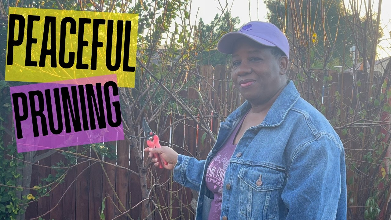 Peach Tree Pruning | No talking Garden ASMR