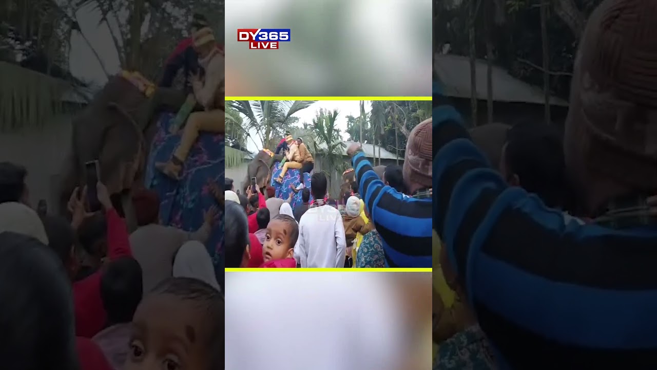 দুচকীয়া বা চাৰিচকীয়া বাহনত নহয়, হাতীৰ পিঠিত উঠি কইনাৰ ঘৰলৈ বাট বুলিছে দৰাই।