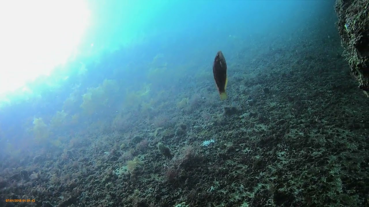 【海の中の映像】福浜漁港（赤崎）の堤防から②　葦北郡津奈木町　どんな魚が映るかな！