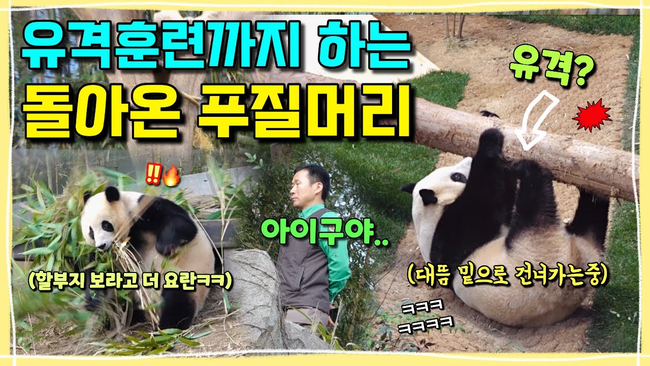 [ep.236] 연속 앞구르기에 하다하다 이젠 유격훈련까지!!ㅋㅋㅋ푸바오의 푸질머리 대환장파티🔥❤️ㅣ할부지 보란듯이 해먹에서 방방 뛰는 못말리는 푸바오ㅋㅋㅣ에버랜드 판다월드
